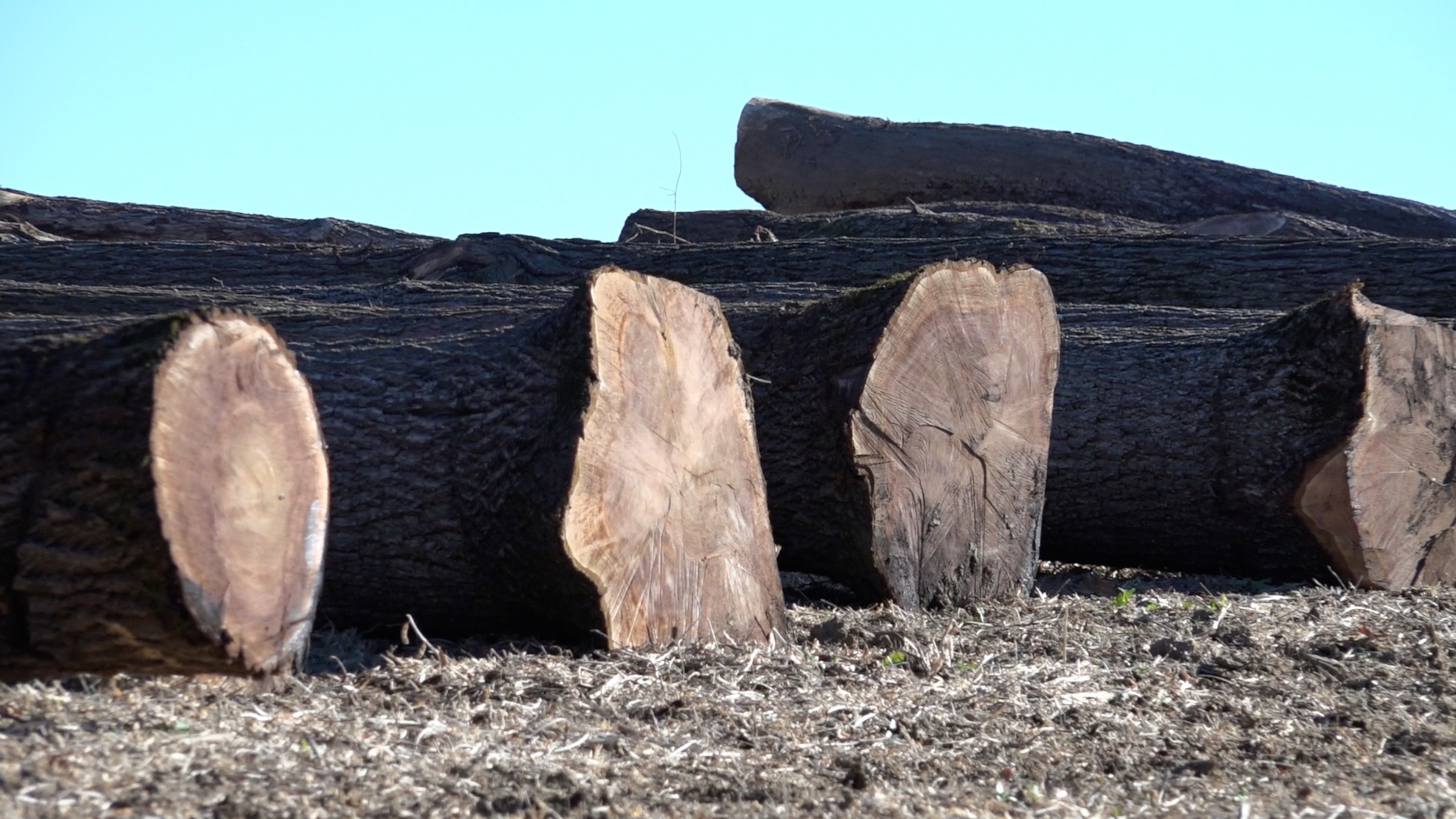 High Value Harvested Walnut Logs
